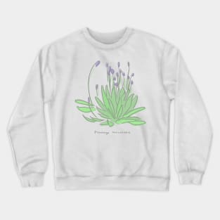 Plantago lanceolata Crewneck Sweatshirt